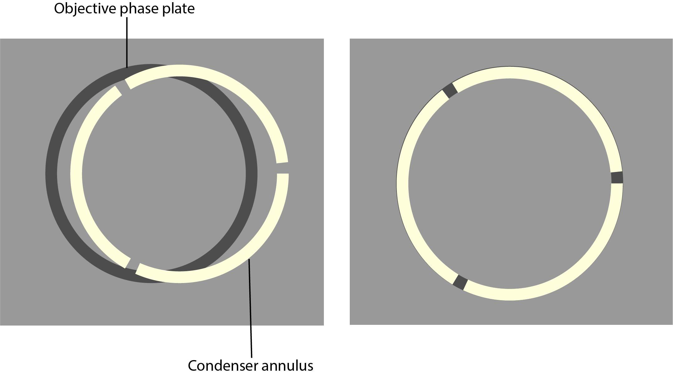 Diagram showing alignment of the phase ring and condenser annulus in phase contrast microscope